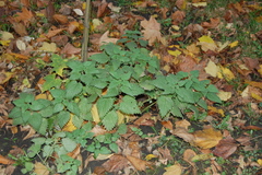 Urtica dioica