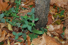 Trifolium pratense