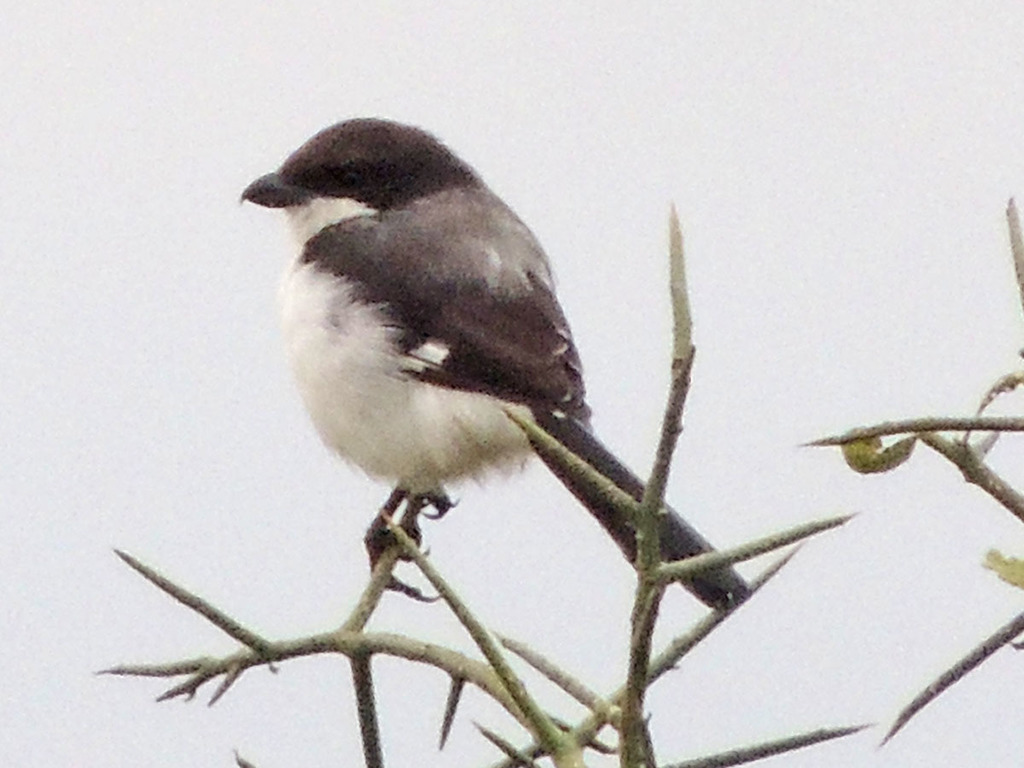 Long-Tailed Fiscal