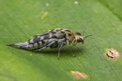 Glipa malaccana