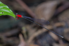 Amphicnemis gracilis