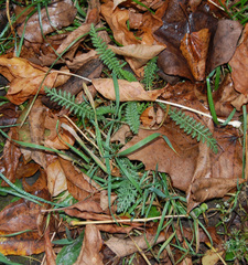 Achillea millefolium