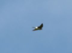 Tachycineta leucorrhoa