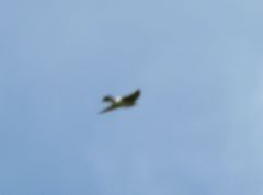 Tachycineta leucorrhoa