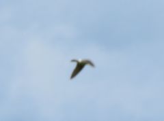 Tachycineta leucorrhoa