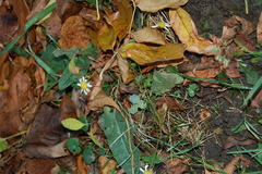 Tripleurospermum inodorum