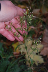 Erigeron canadensis