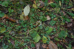 Trifolium repens