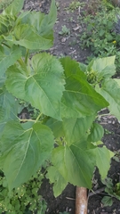 Silphium perfoliatum