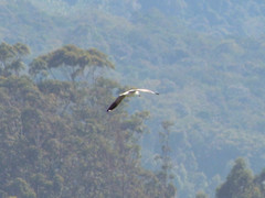 Chroicocephalus maculipennis