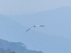 Chroicocephalus maculipennis