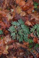 Artemisia vulgaris