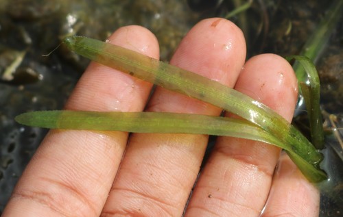 Vallisneria denseserrulata iNat (1)