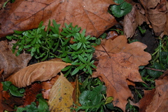 Galium spurium