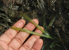 Vallisneria