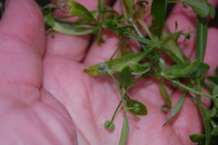 Galium spurium