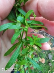 Galium spurium