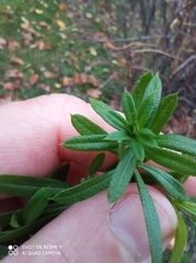 Galium spurium