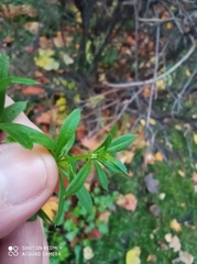 Galium spurium