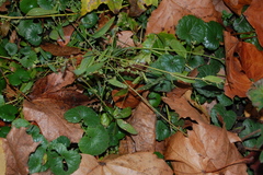 Atriplex patula