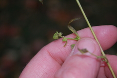 Atriplex patula