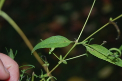 Atriplex patula