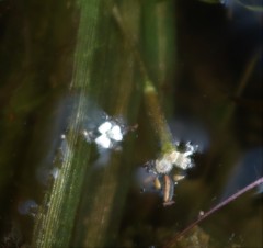 Vallisneria
