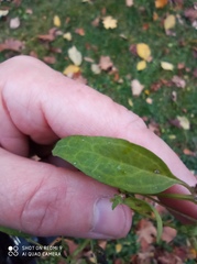 Atriplex patula