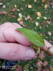 Atriplex patula