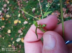 Atriplex patula