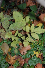Fraxinus pennsylvanica