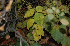 Acer negundo