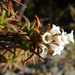 Dracophyllum recurvum - Photo (c) sea-kangaroo, algunos derechos reservados (CC BY-NC-ND)