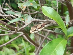 Thelotornis capensis
