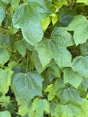 Cnidoscolus aconitifolius