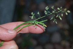 Poa annua