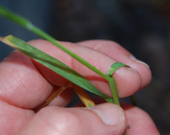 Poa annua