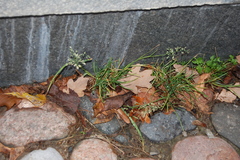 Poa annua