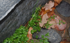 Stellaria media