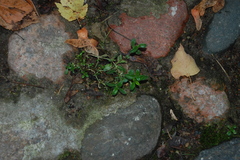 Cerastium holosteoides