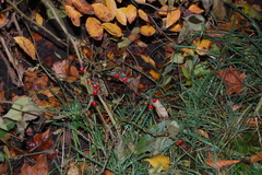 Solanum dulcamara
