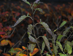Solanum dulcamara