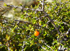 Coprosma cheesemanii