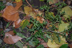 Senecio vulgaris