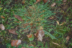 Dactylis glomerata