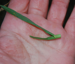 Dactylis glomerata