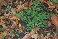 Anthriscus sylvestris