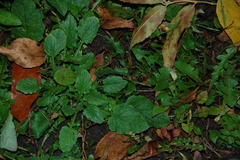 Lapsana communis
