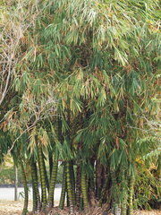 Bambusa tuldoides