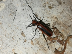 Pyrota tenuicostatis